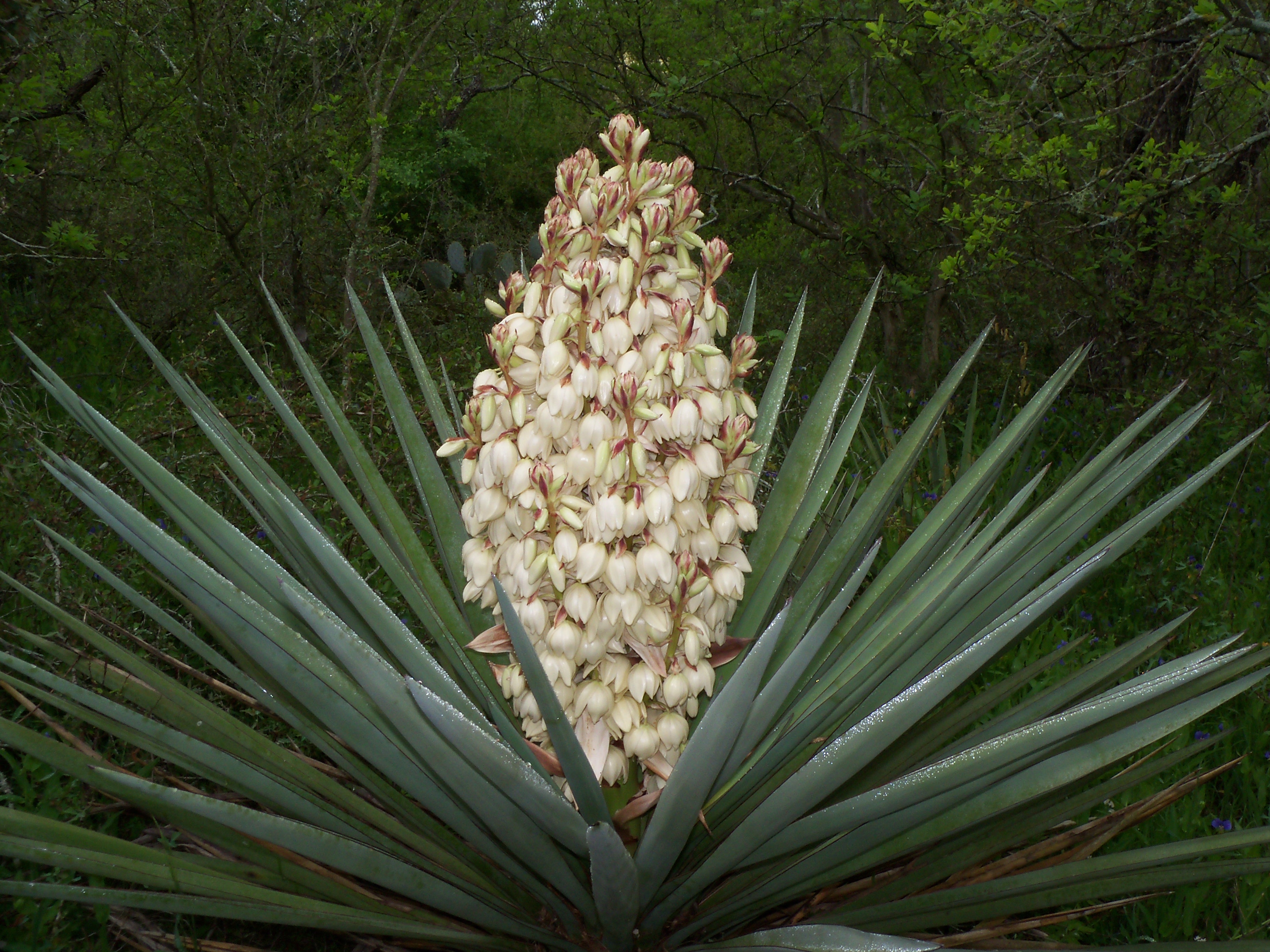 Yucca